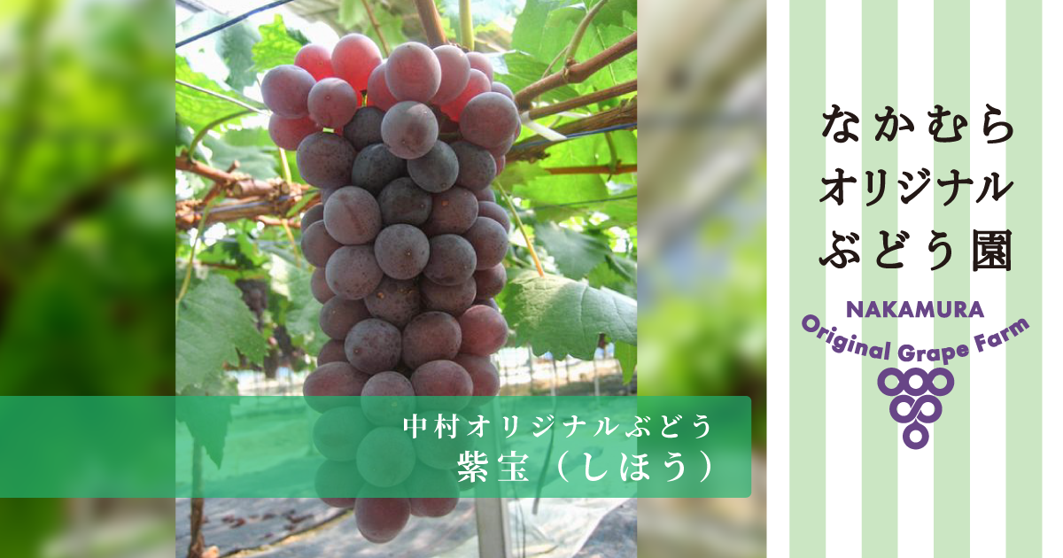 紫宝 | 中村オリジナルぶどう園