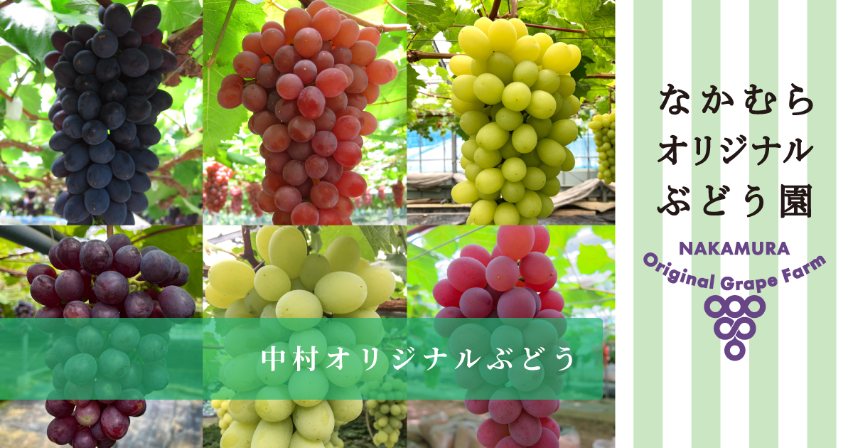 ぶどう三種、川中島 私たちが交配した品種 – 志村葡萄研究所〜Shimura Grape